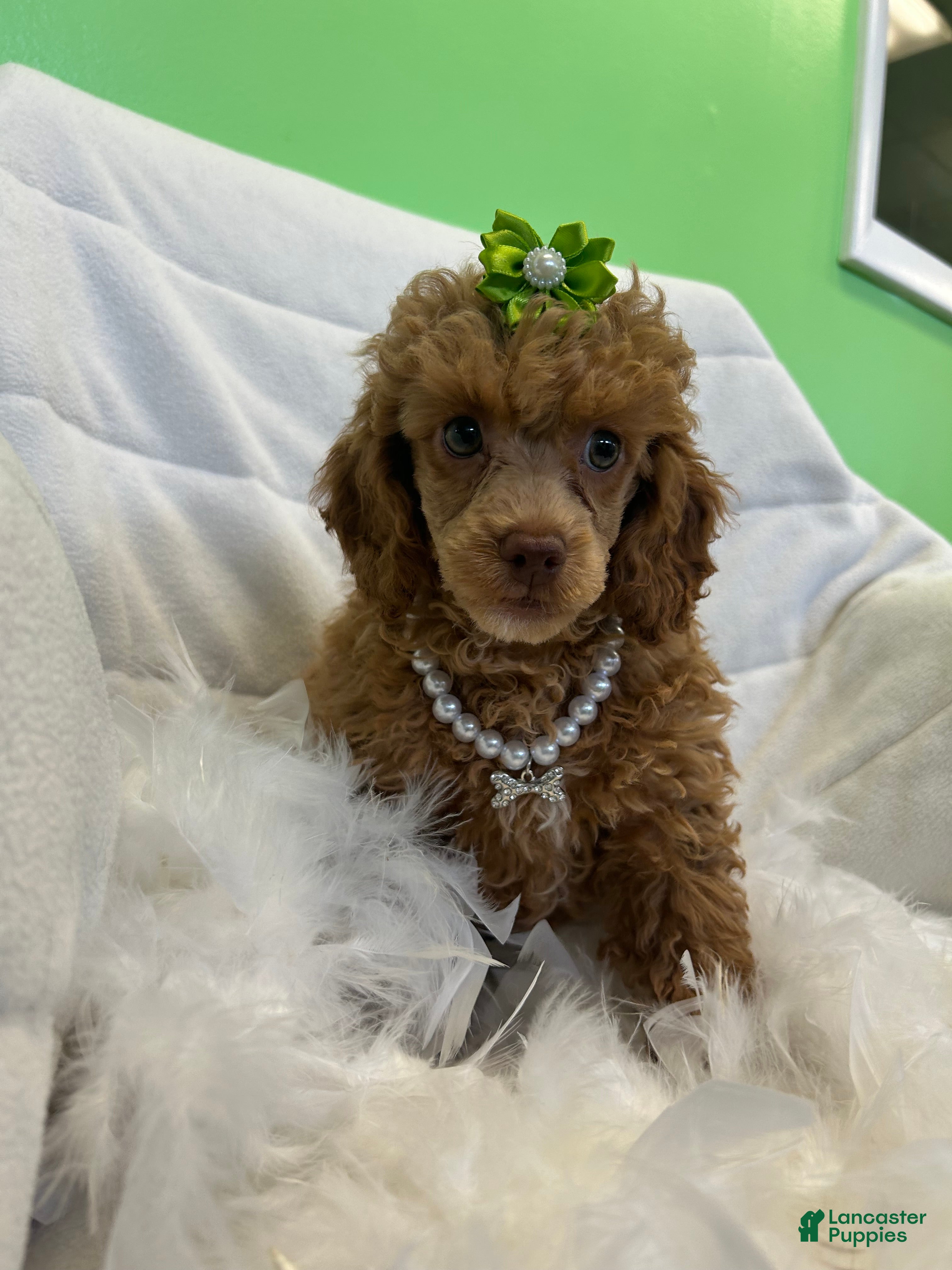 Toy Poodle dogs Toy Poodle Puppy 2 - Ad 2
