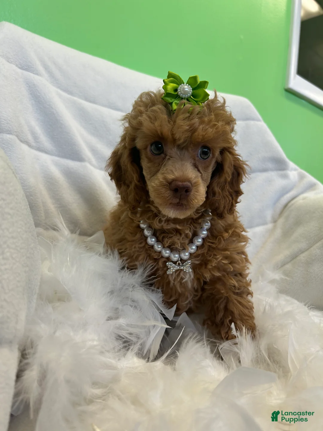 Toy Poodle dogs for sale: Toy Poodle Puppy 2 - Ad 1