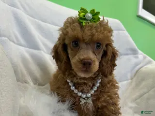 Toy Poodle dogs Toy Poodle Puppy 2 - Ad 30