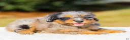 Mini Aussiedoodle dogs for sale: Frank - Ad 3