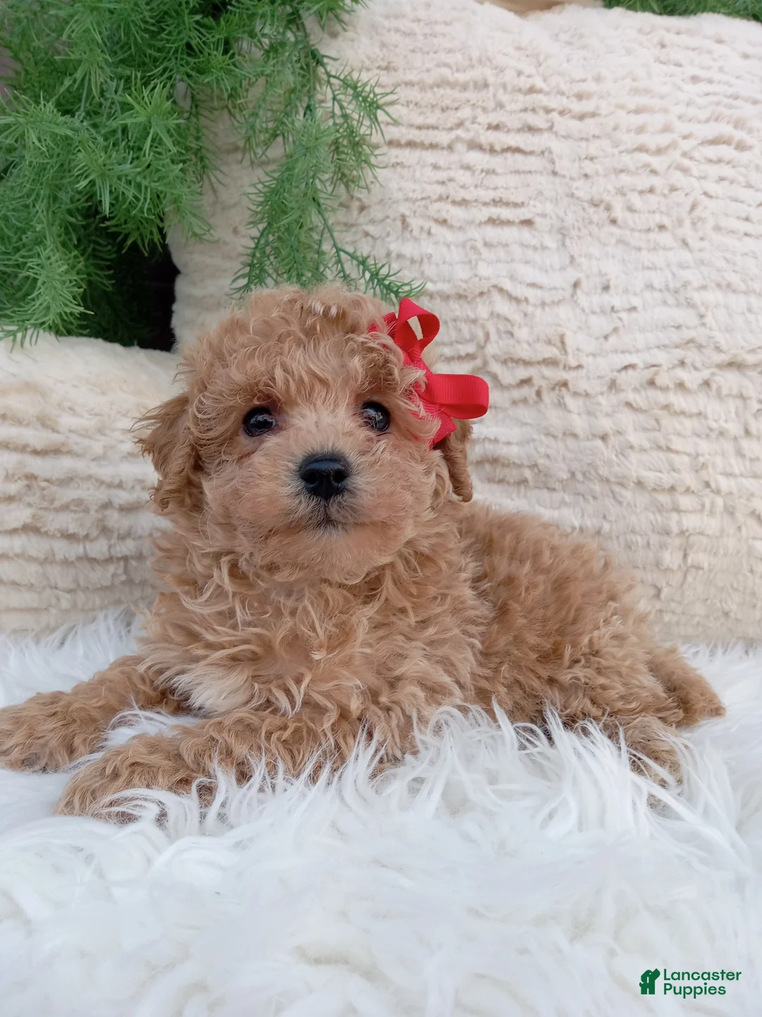 Bichpoo dogs for sale: Miles - Ad 2