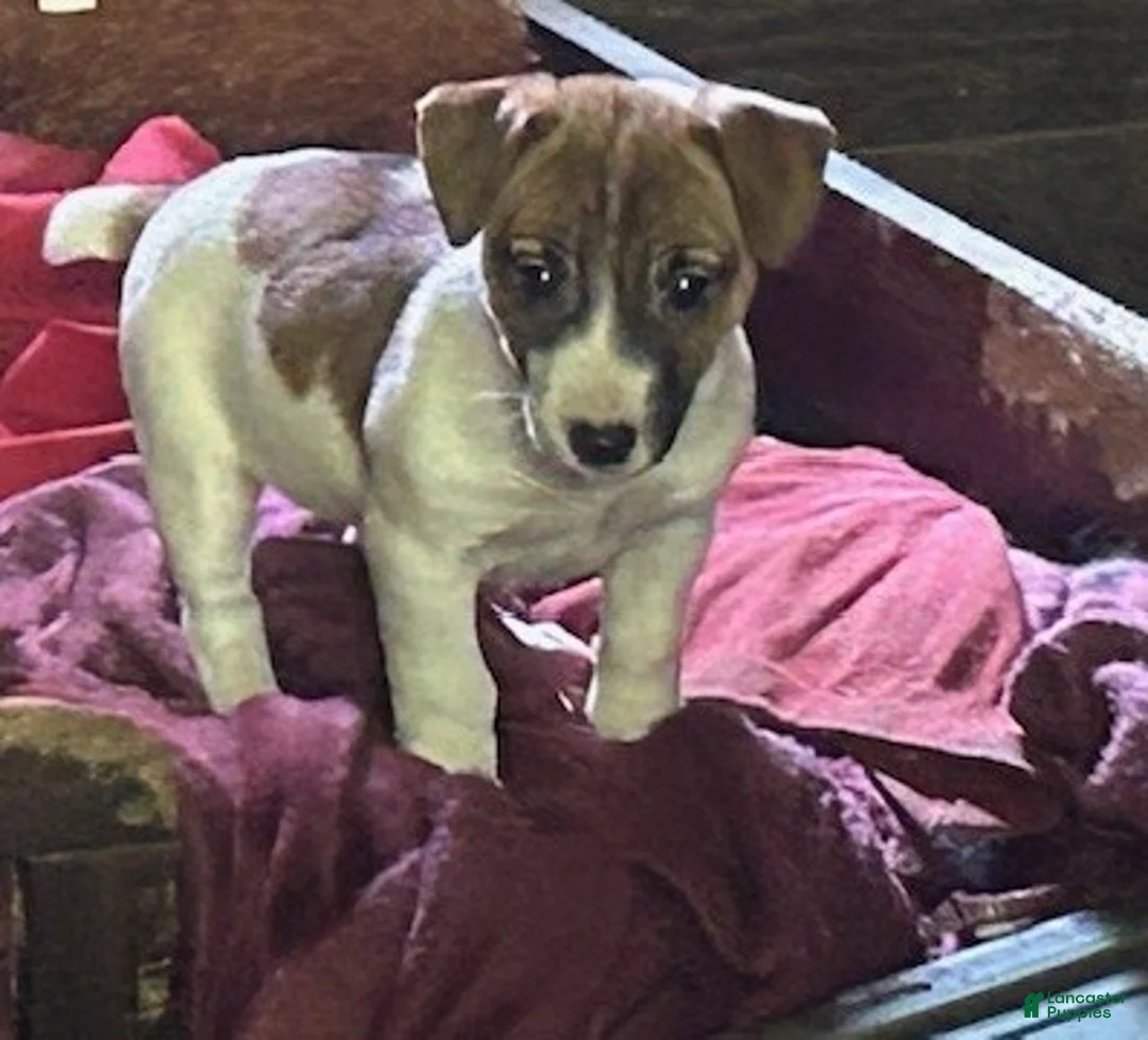 Jack Russell Terrier dogs for sale: Jack Russell Terrier Puppy 1 - Ad 2