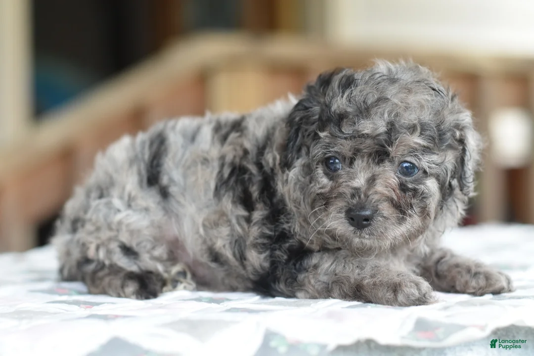 Cockapoo dogs for sale: Milo f1b - Ad 17