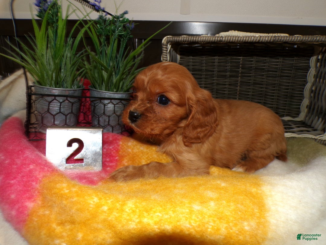 Cavalier King Charles Spaniel dogs for sale: Cavalier King Charles Spaniel Puppy 2 Coty - Ad 2