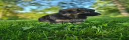 German Shepherd dogs for sale: Bruno  - Ad 3