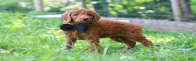 Scooter AKC