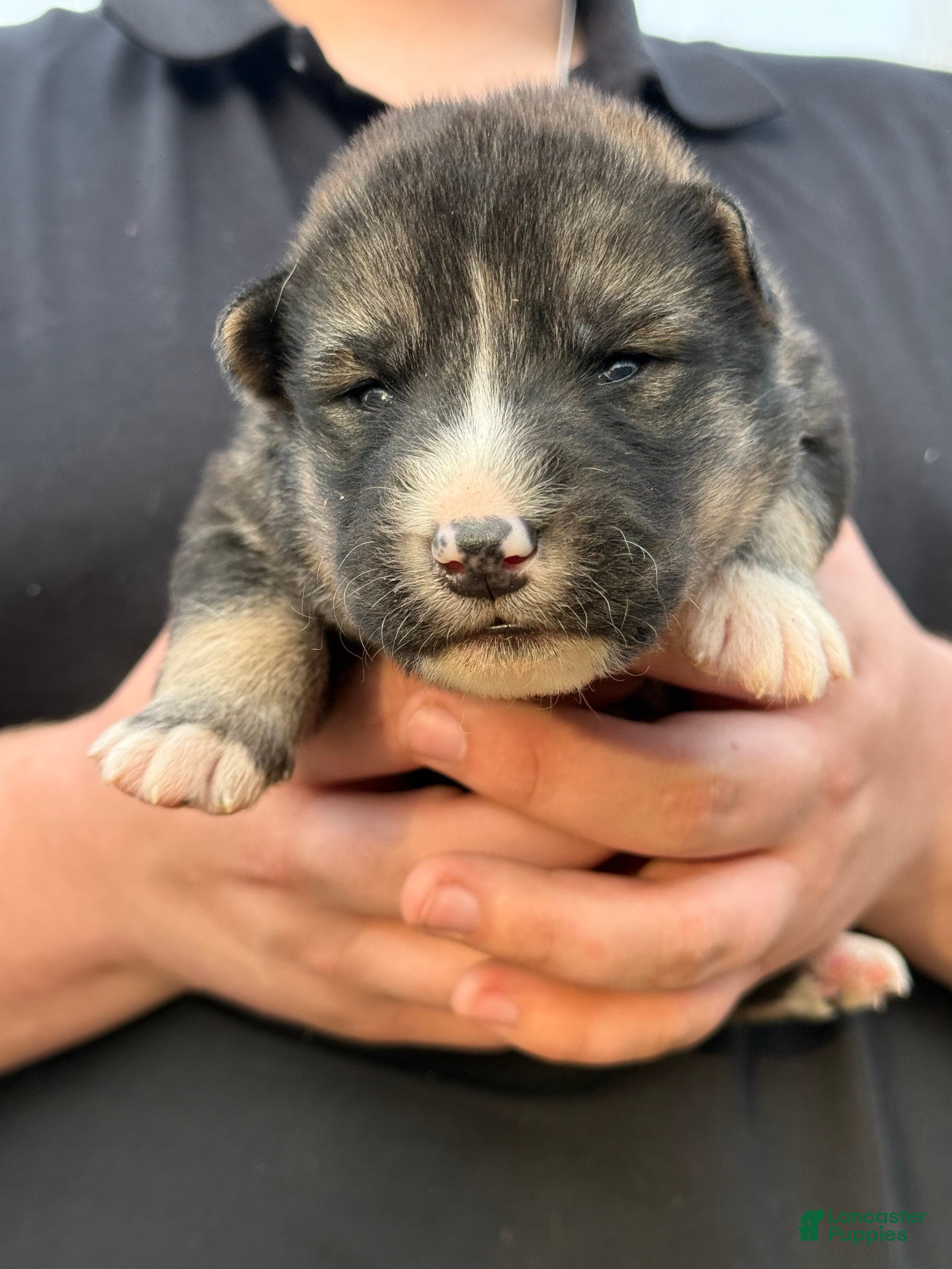 Gerberian Shepsky dogs Grey - Ad 5