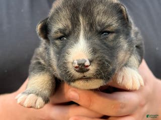 Gerberian Shepsky dogs Grey - Ad 6