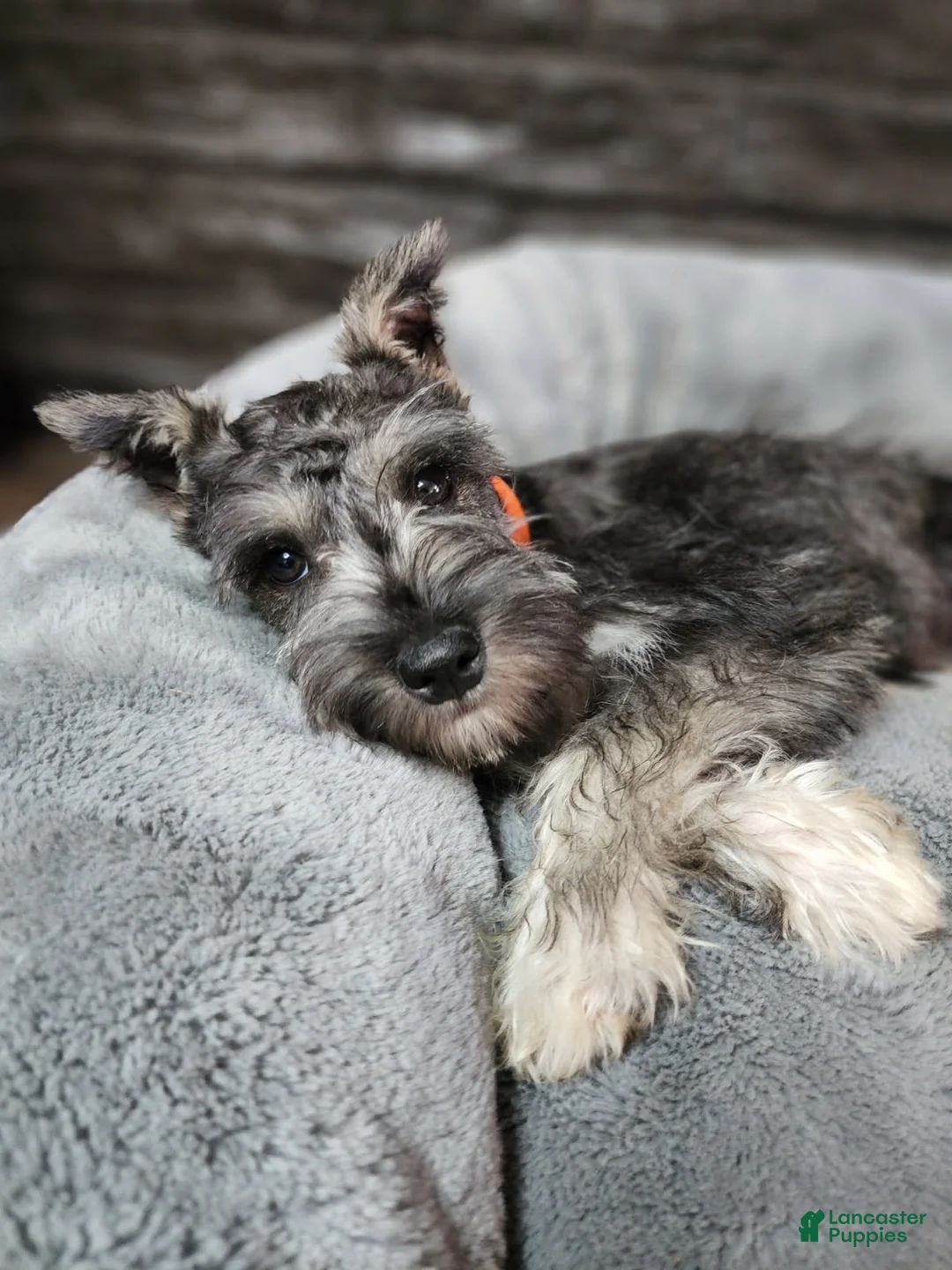 Miniature Schnauzer dogs for sale: Emmett - Ad 7