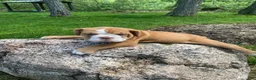 Mixed Breed dogs for sale: Princess - Ad 3