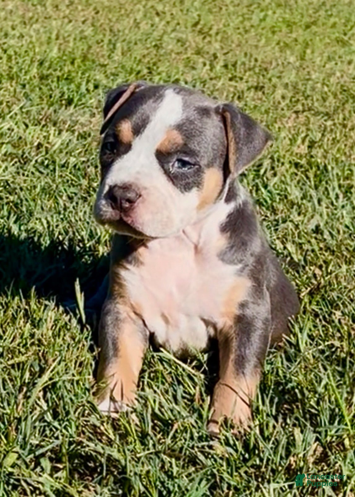American Bully