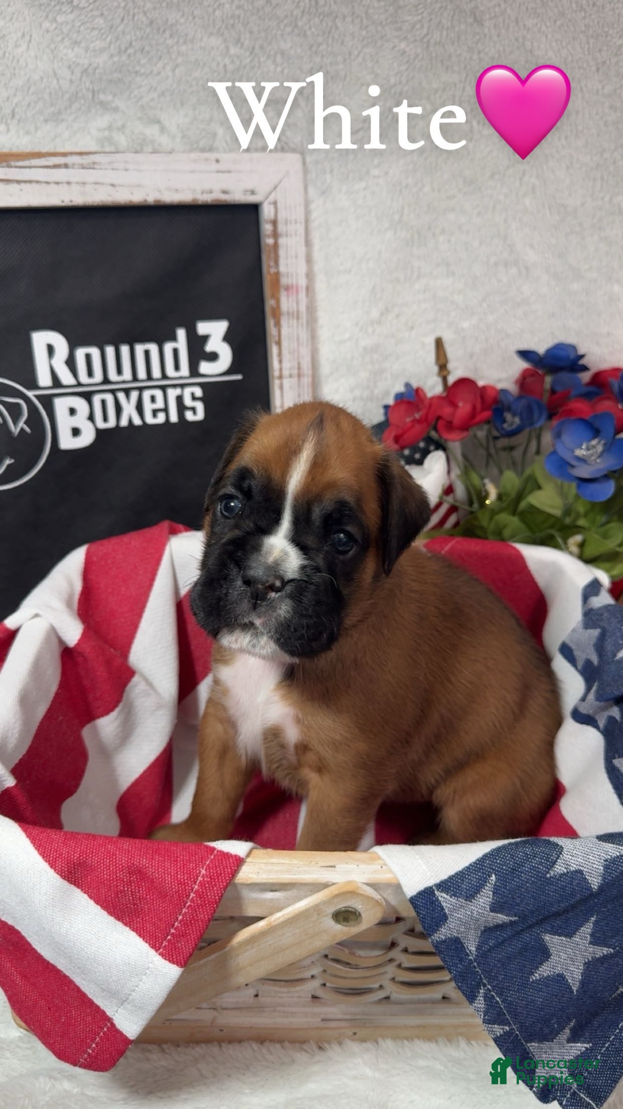 Boxer dogs White - Ad 21