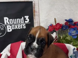 Boxer dogs White - Ad 21