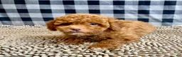 Miniature Poodle dogs for sale: Ned - Ad 3