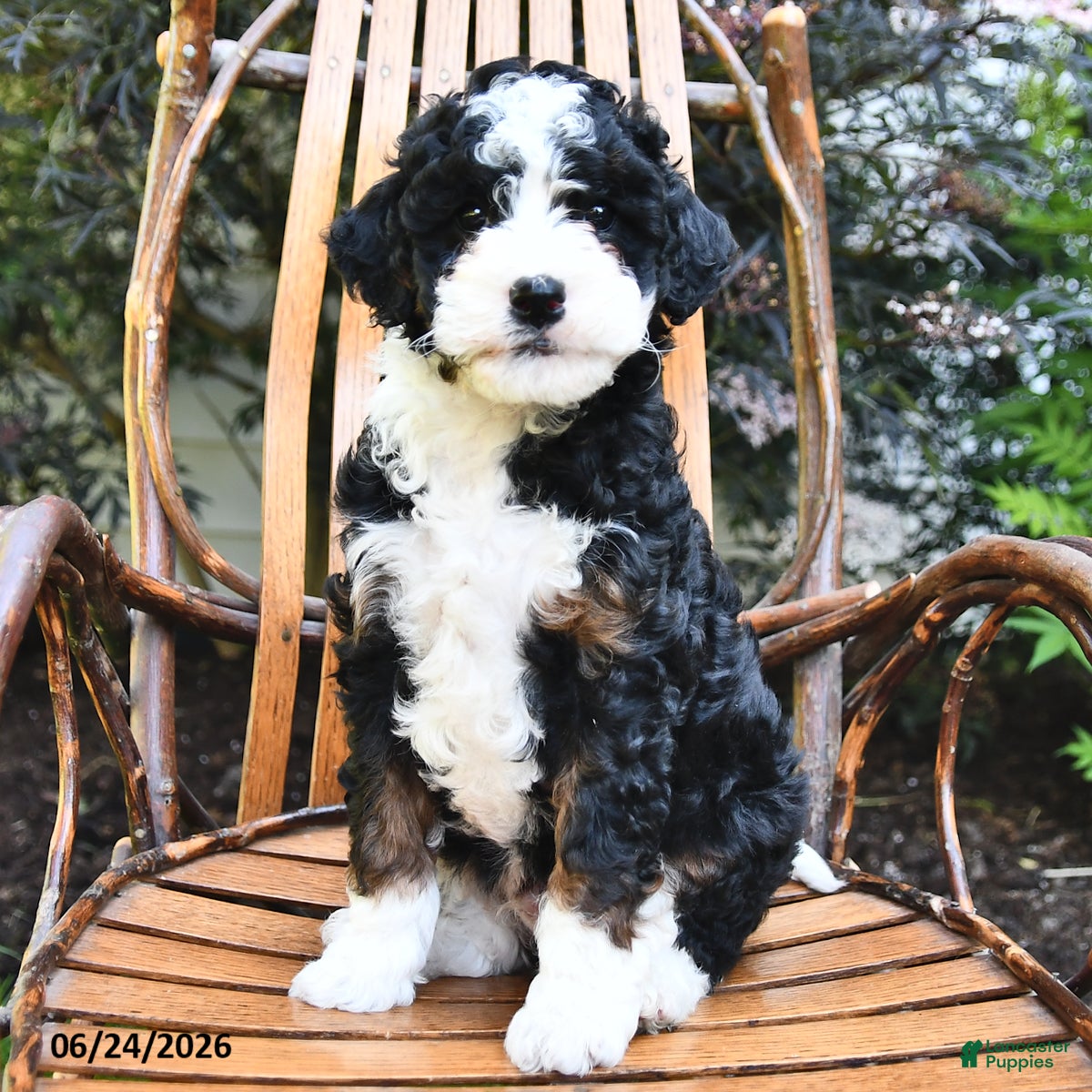 Mini Bernedoodle dogs Midnight - Ad 2