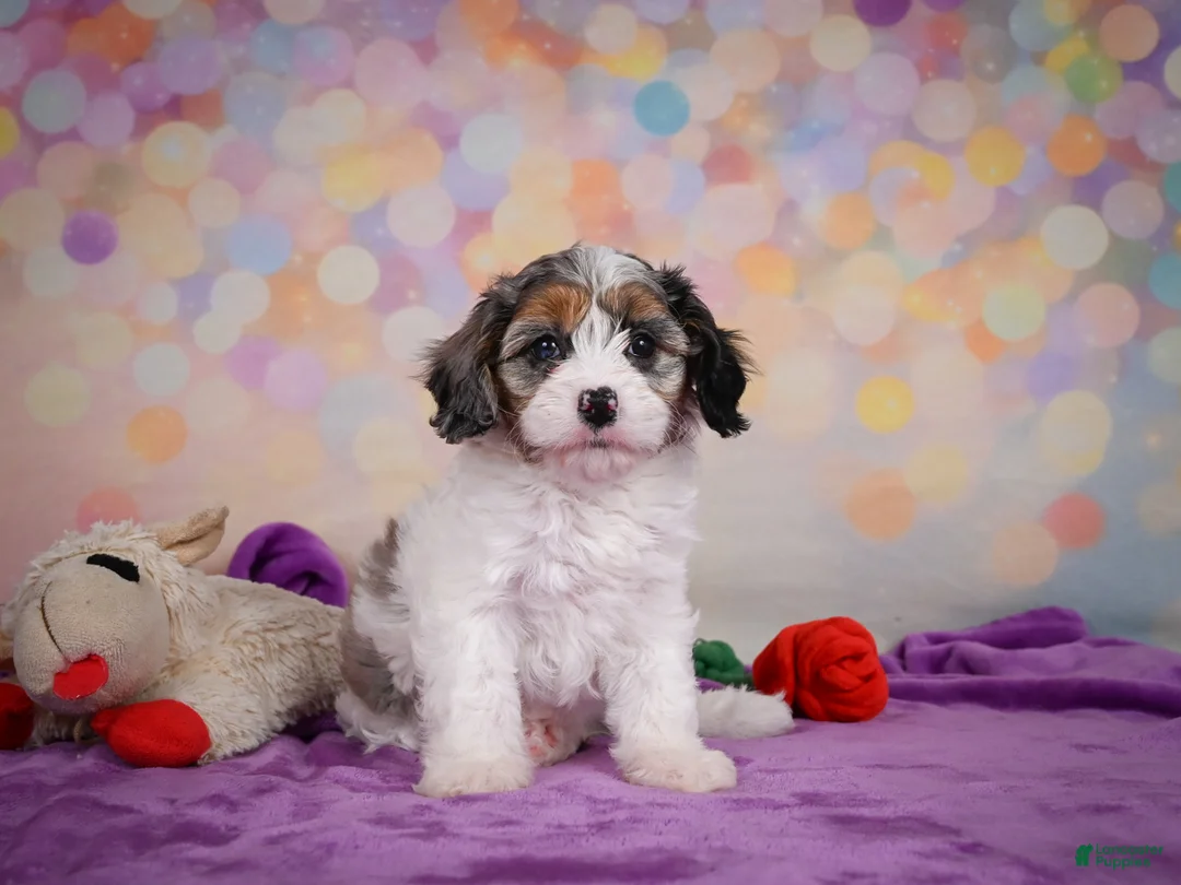 Cavapoo dogs for sale: Cavapoo 2 - Ad 2