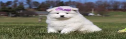 Samoyed dogs for sale: Aurora - Ad 4