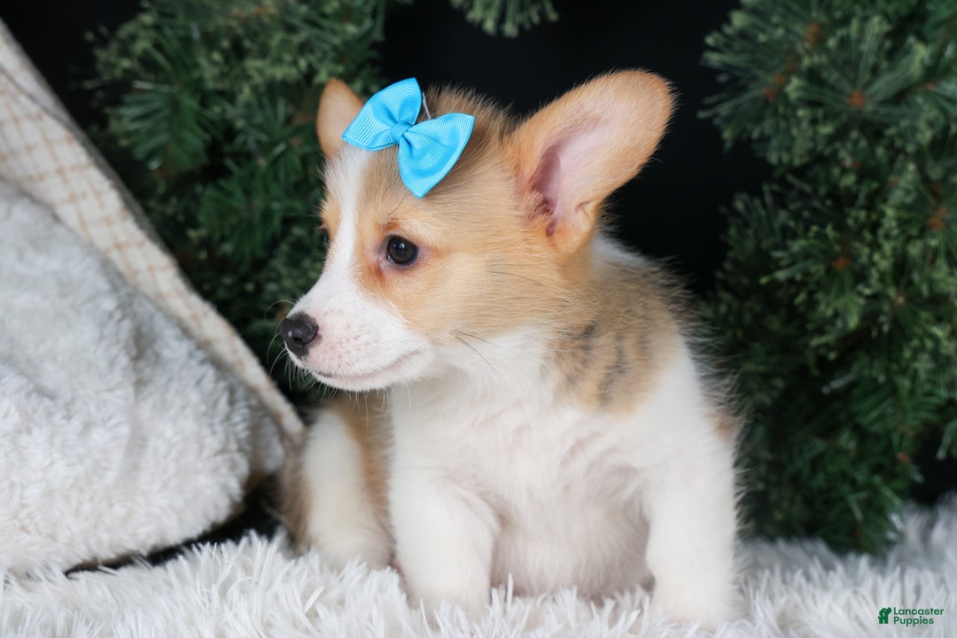 Welsh Corgi Pembroke dogs for sale: Ike - Ad 12