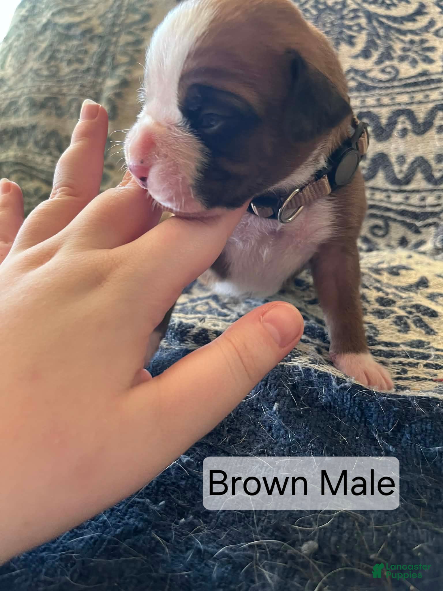 Boxer dogs Brown Male  - Ad 22