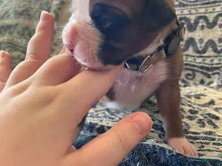 Boxer dogs Brown Male - Ad 22