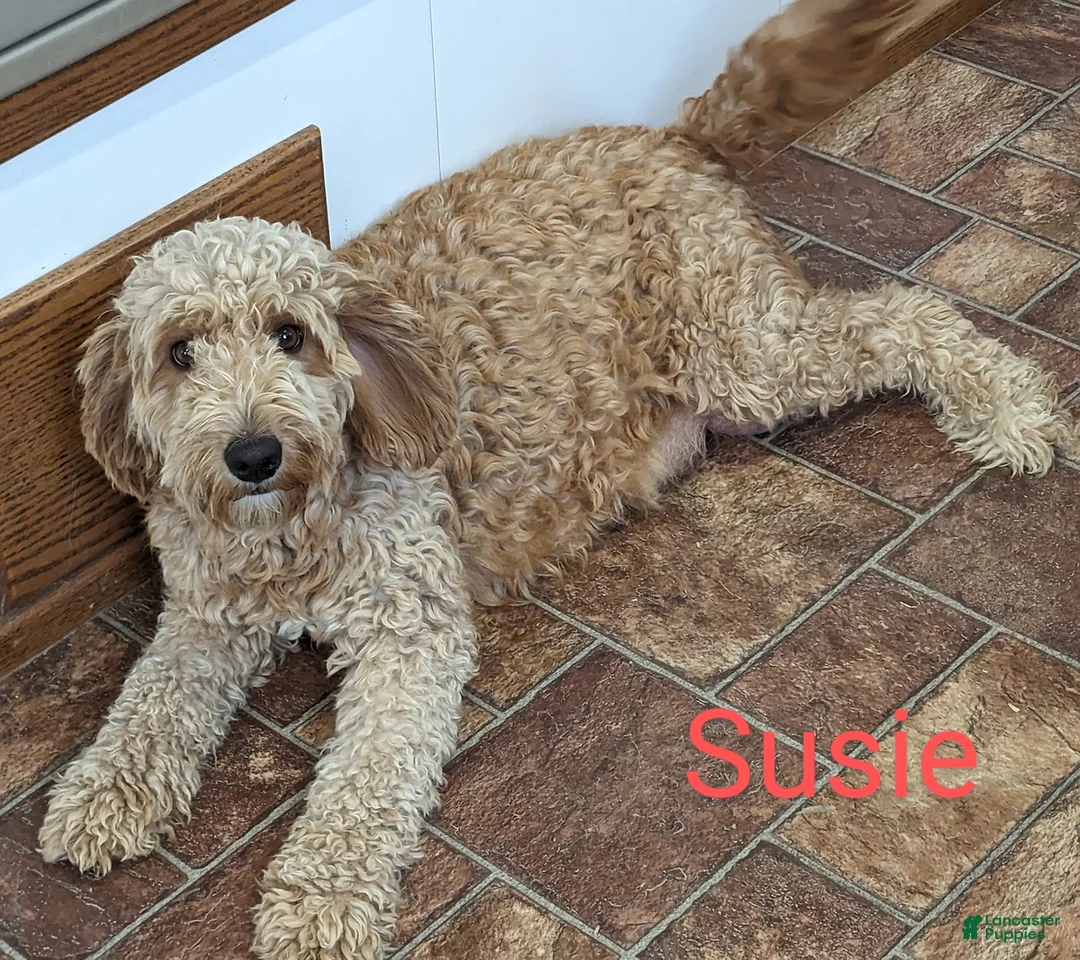 Mini Goldendoodle dogs for sale: Oakley - Ad 21