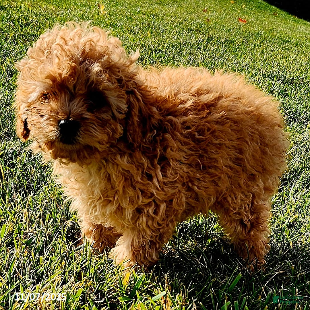 Cavapoo dogs for sale: Jake - Ad 5