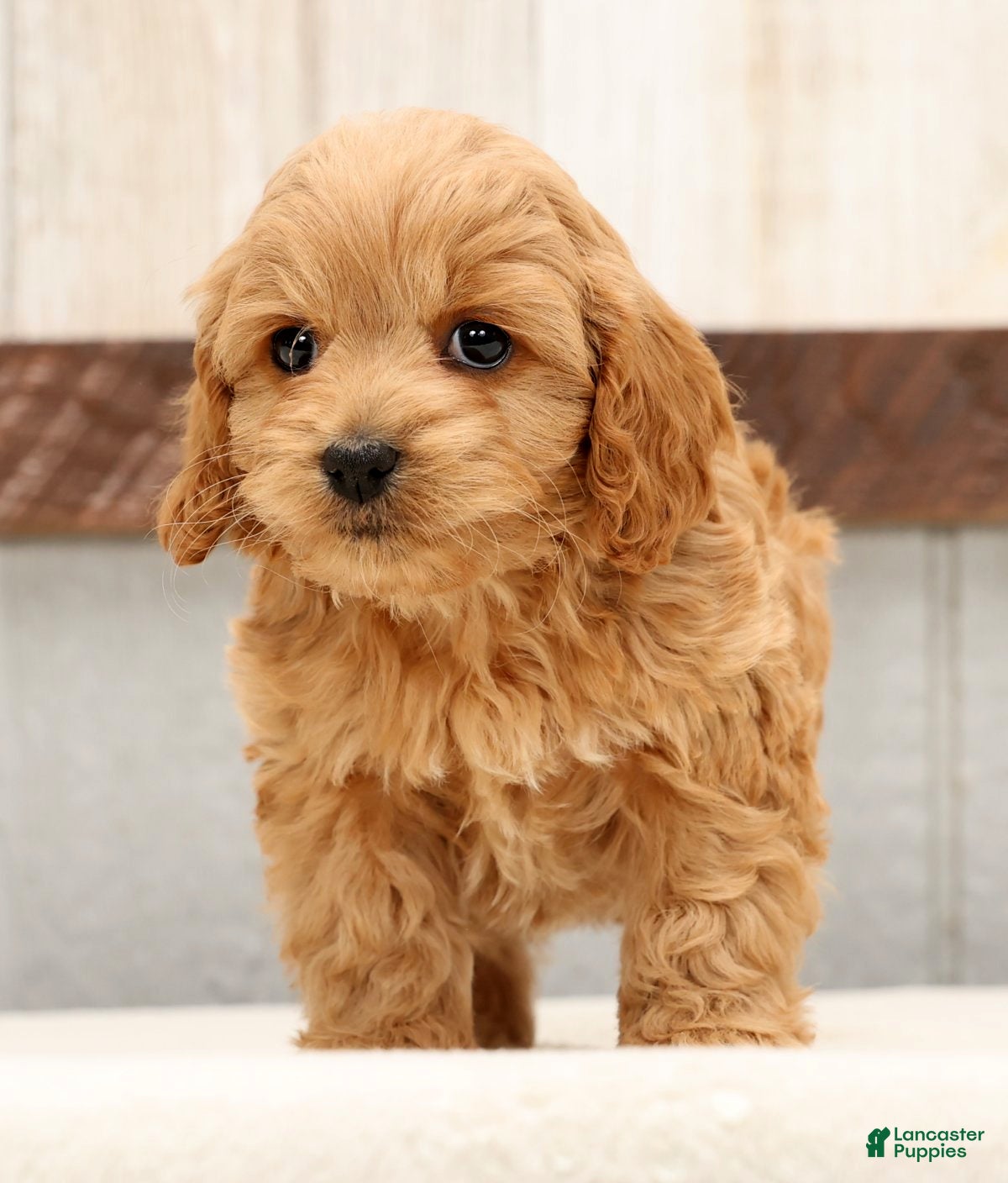 Cockapoo dogs Hosea - Ad 2