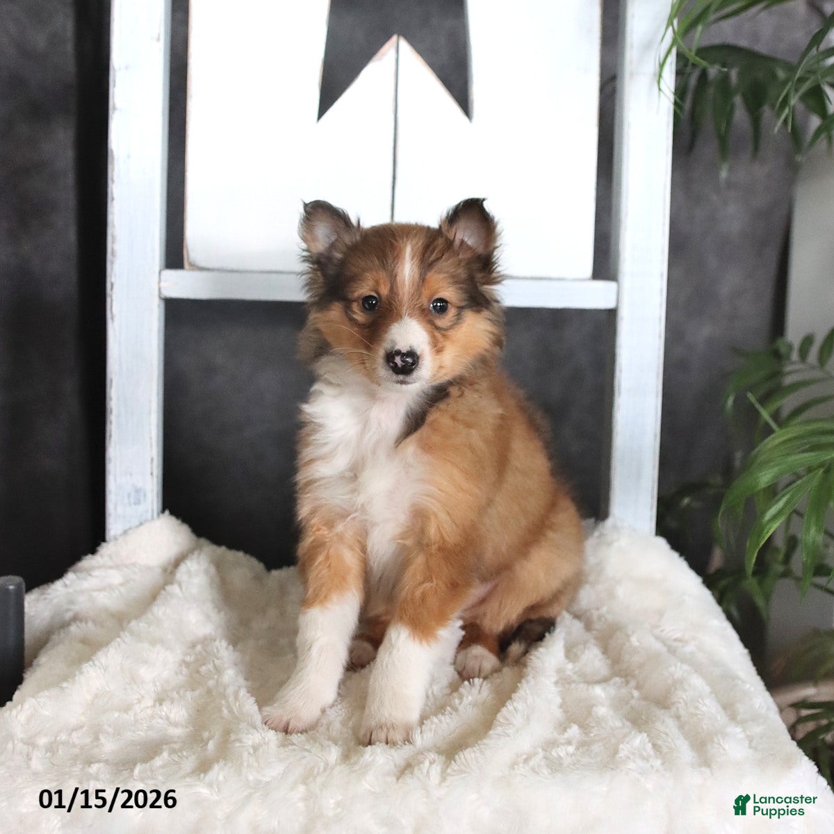 Shetland Sheepdog dogs for sale: Camden - Ad 1