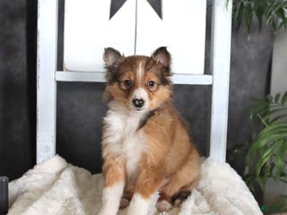 Shetland Sheepdog dogs for sale: Camden - Ad 1