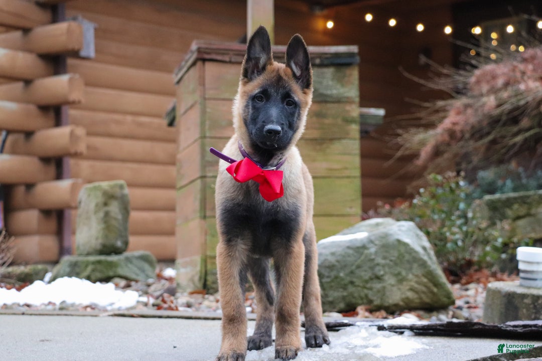 Belgian Malinois dogs for sale: Halo - Ad 5