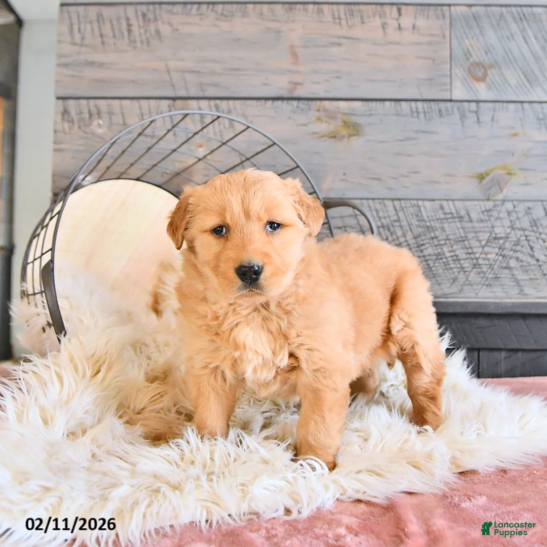 Golden Retriever dogs for sale: Bella   - Ad 2