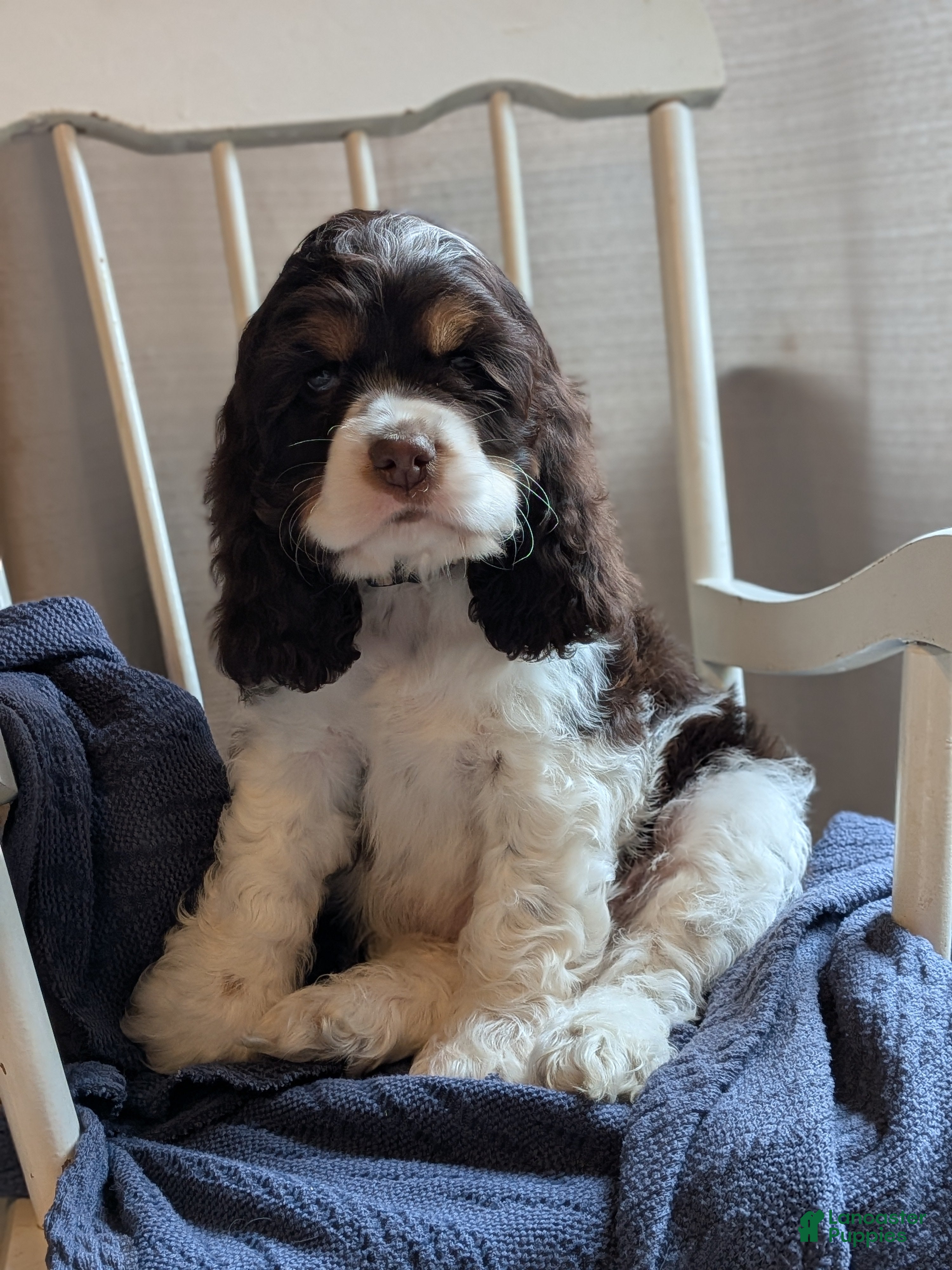 Cocker Spaniel dogs Dash - Ad 2