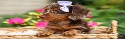Miniature Dachshund dogs for sale: Isabelle🩷  - Ad 2