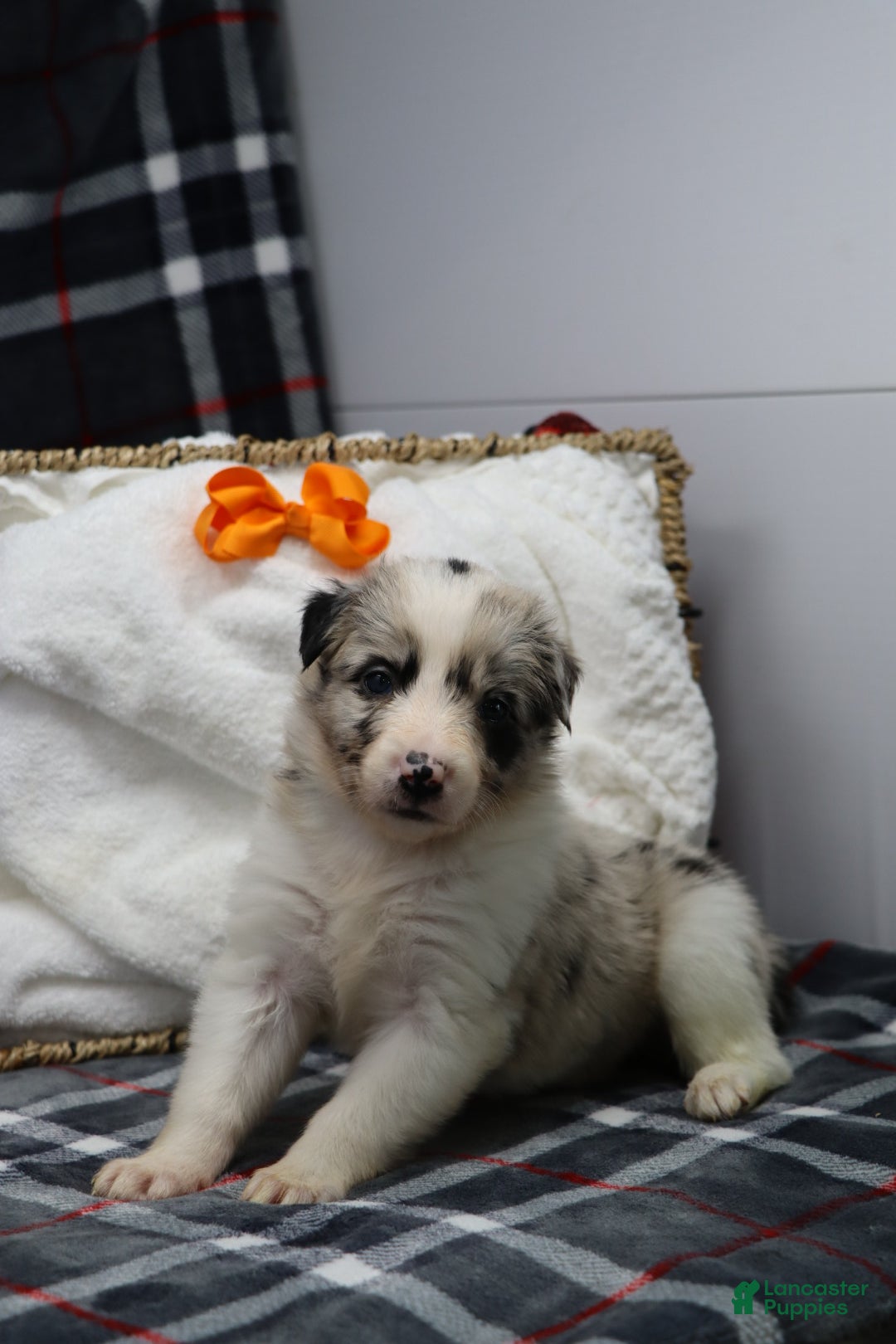 Border Collie dogs for sale:  molly - Ad 4