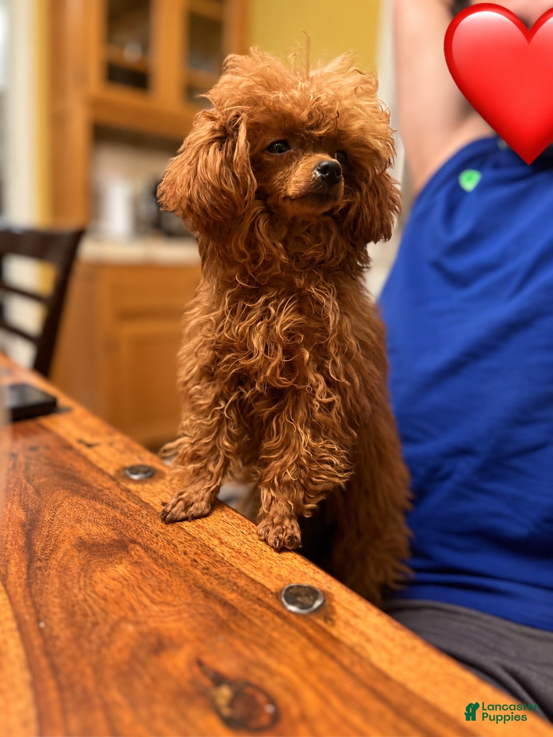 Toy Poodle dogs Toy Poodle 1 - Ad 2