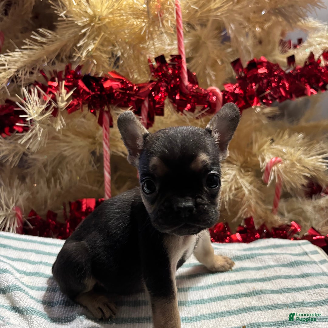 French Bulldog dogs for sale: Asher - Ad 3