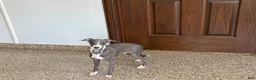 Italian Greyhound dogs for sale: Dannie - Ad 8