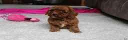 Cavapoochon dogs for sale: Molly - Ad 6