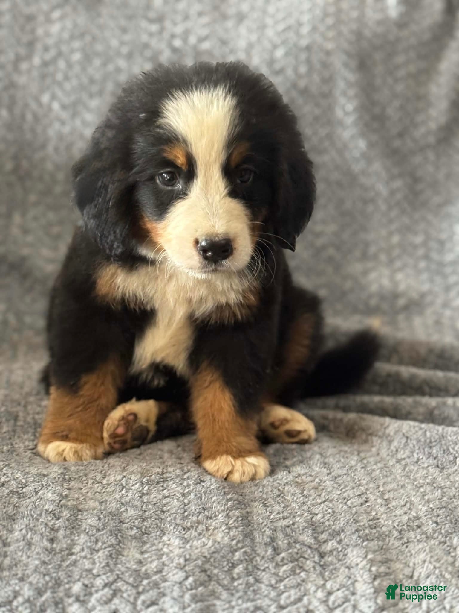 Bernese Mountain Dog dogs Teddy - Ad 1