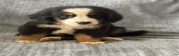 Bernese Mountain Dog dogs for sale: Teddy - Ad 1