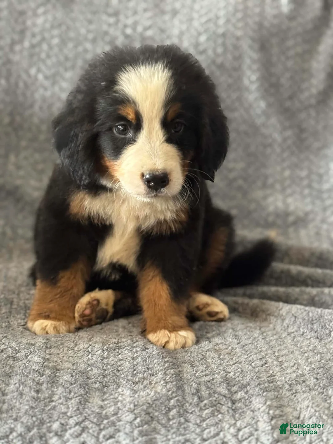 Bernese Mountain Dog dogs for sale: Teddy - Ad 1
