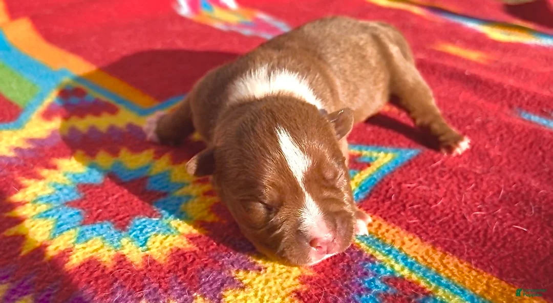 American Bully dogs for sale: American Bully Puppy 3 - Ad 1