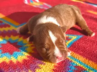 American Bully dogs American Bully Puppy 3 - Ad 38