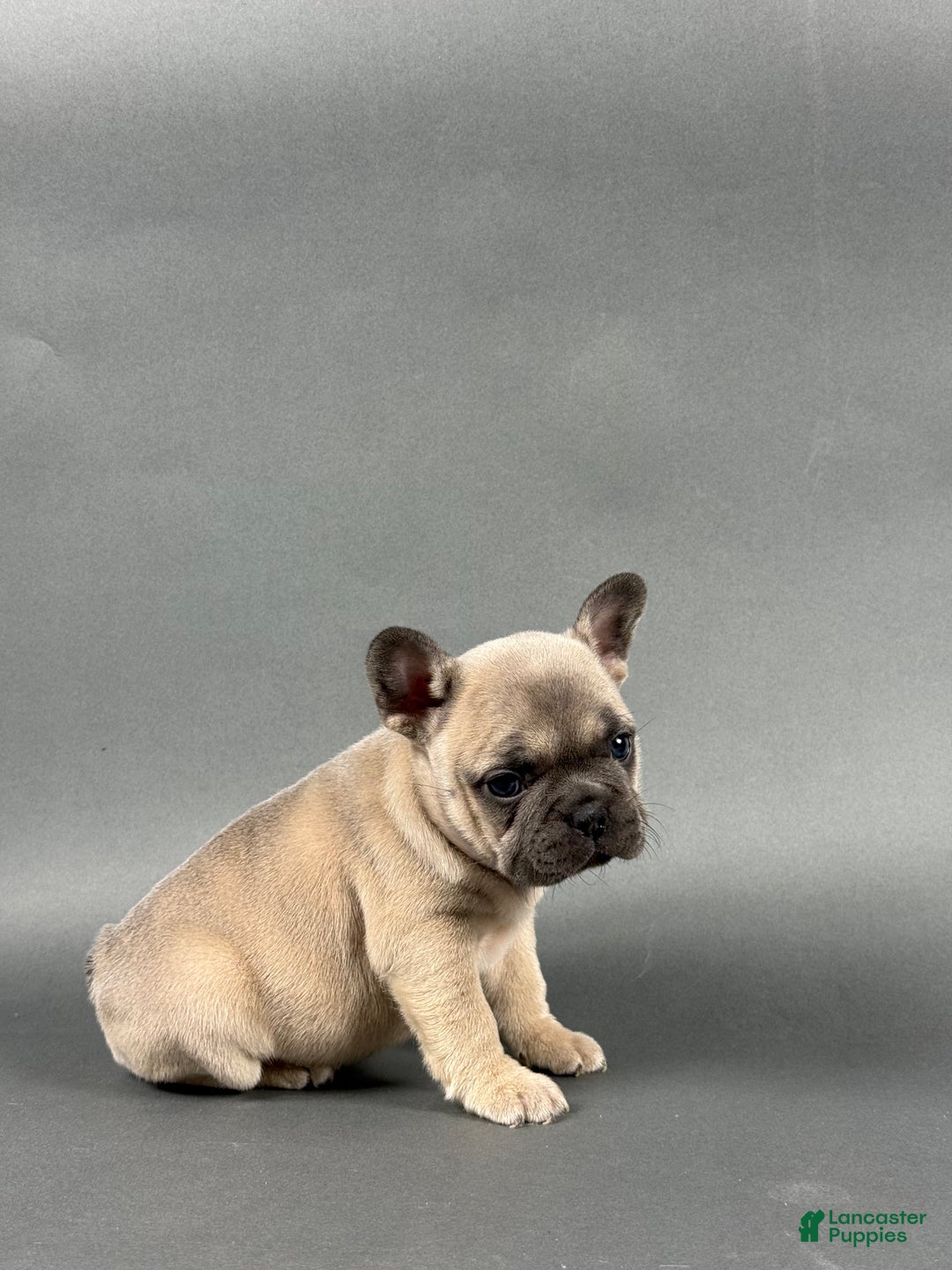 French Bulldog dogs for sale: Stella - Ad 1
