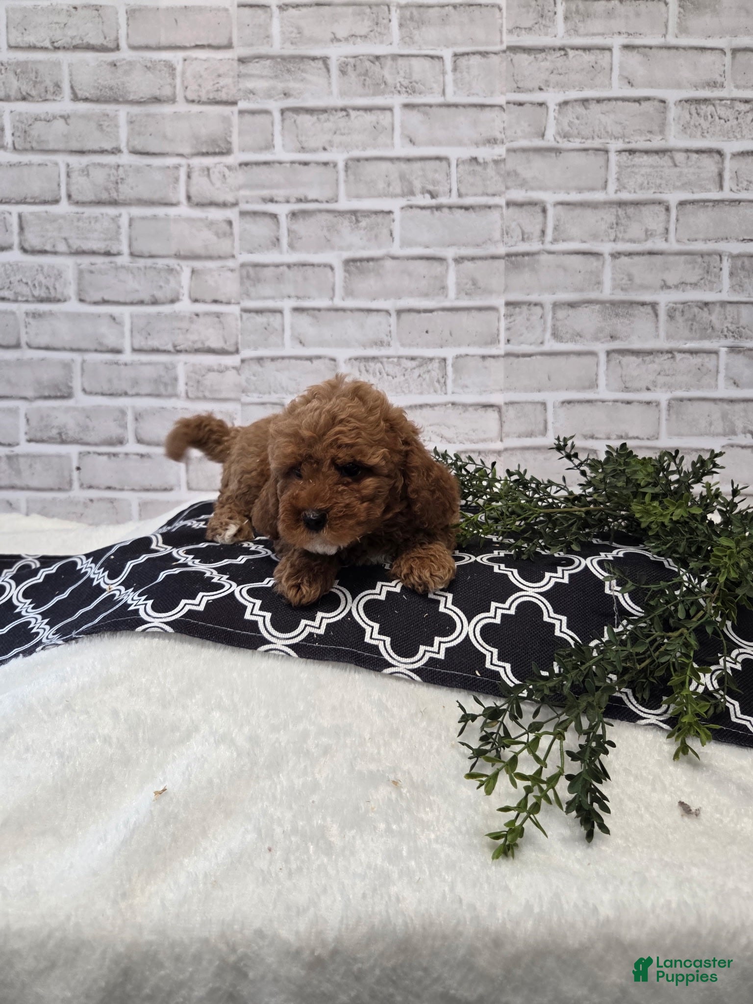 Cavapoo dogs Rainbow  - Ad 12