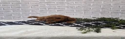 Cavapoo dogs for sale: Rainbow  - Ad 1