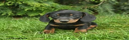 Miniature Dachshund dogs for sale: Lassie  - Ad 3