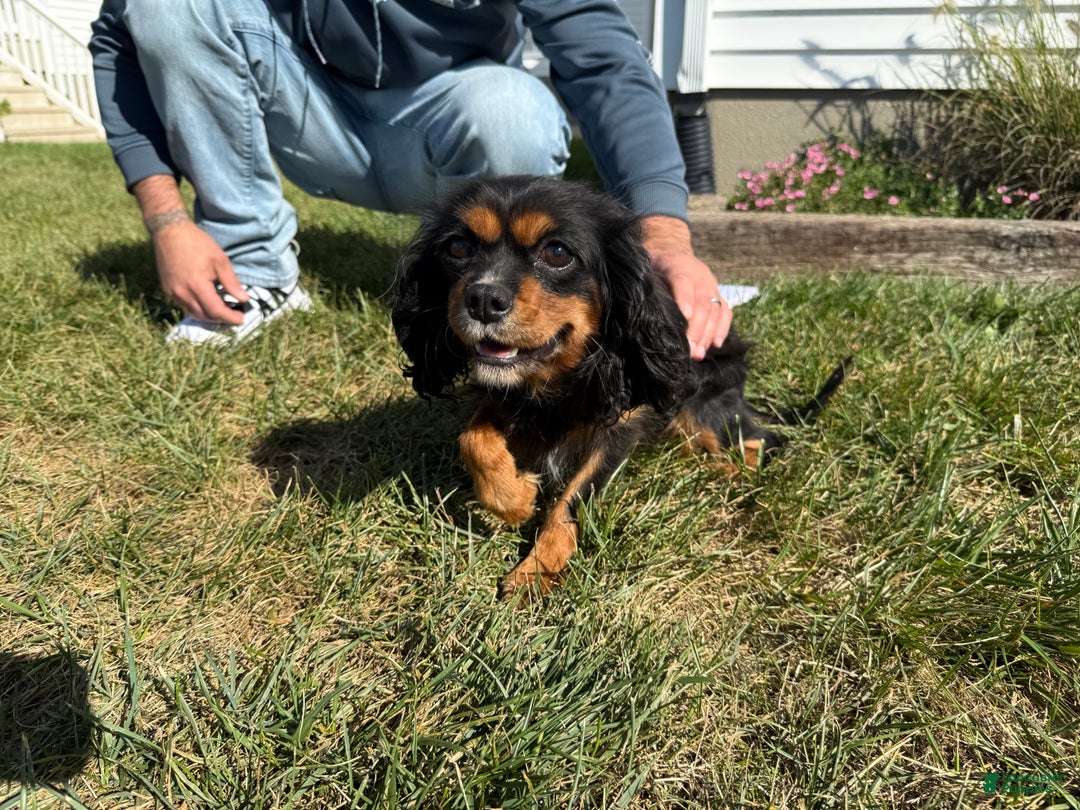 Cavalier King Charles Spaniel dogs for sale: Roscoe - Ad 6