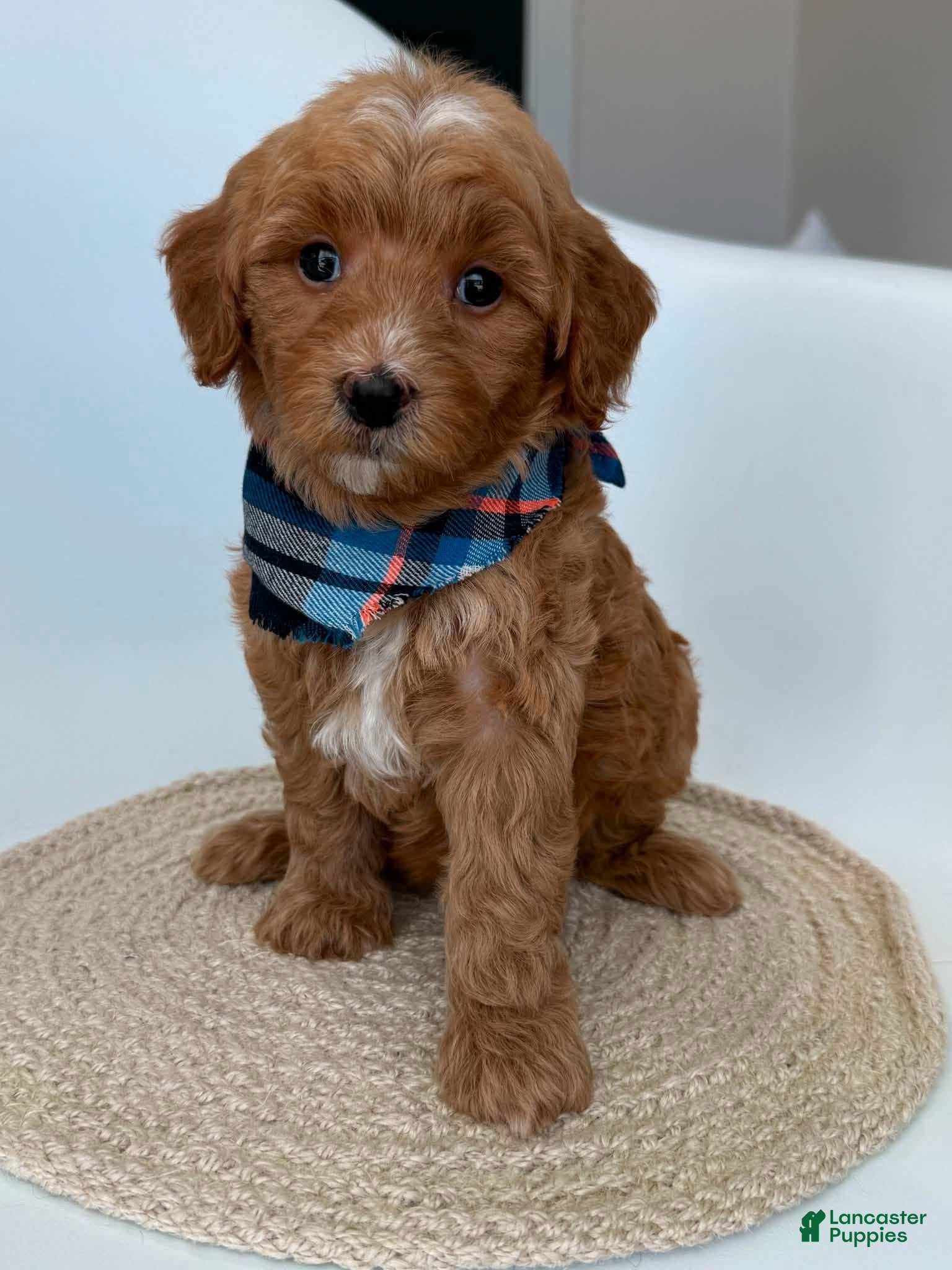 Goldendoodle dogs K Blue Boy - Ad 1