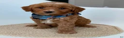Goldendoodle dogs for sale: K Blue Boy - Ad 1
